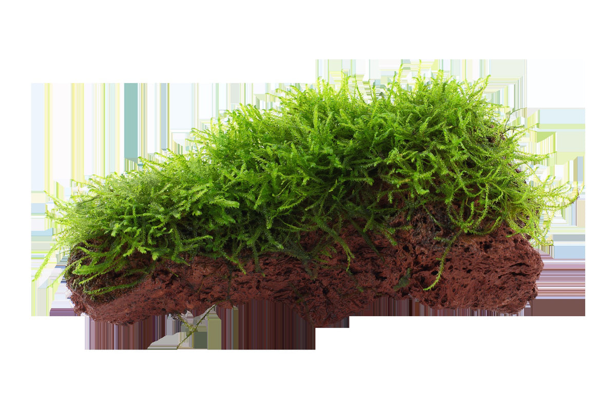 Taxiphyllum barbieri 'Bogor Moss' on Lava Stone — Standard