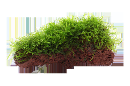 Taxiphyllum barbieri 'Bogor Moss' on Lava Stone — Standard