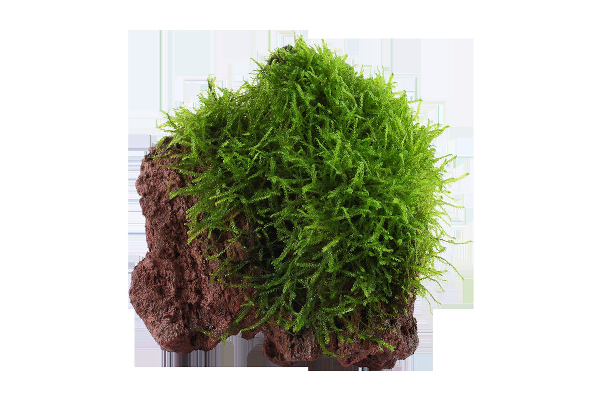 Taxiphyllum barbieri 'Bogor Moss' on Lava Stone — Standard