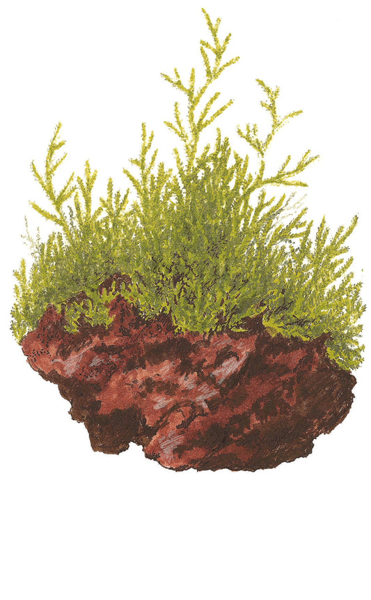 Taxiphyllum barbieri 'Bogor Moss' on Lava Stone — Standard