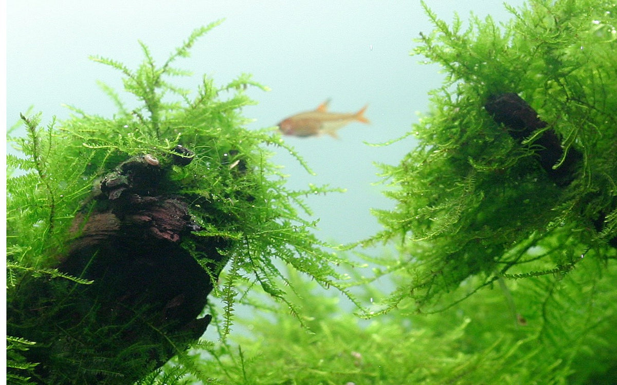 Taxiphyllum barbieri 'Bogor Moss' — Portion