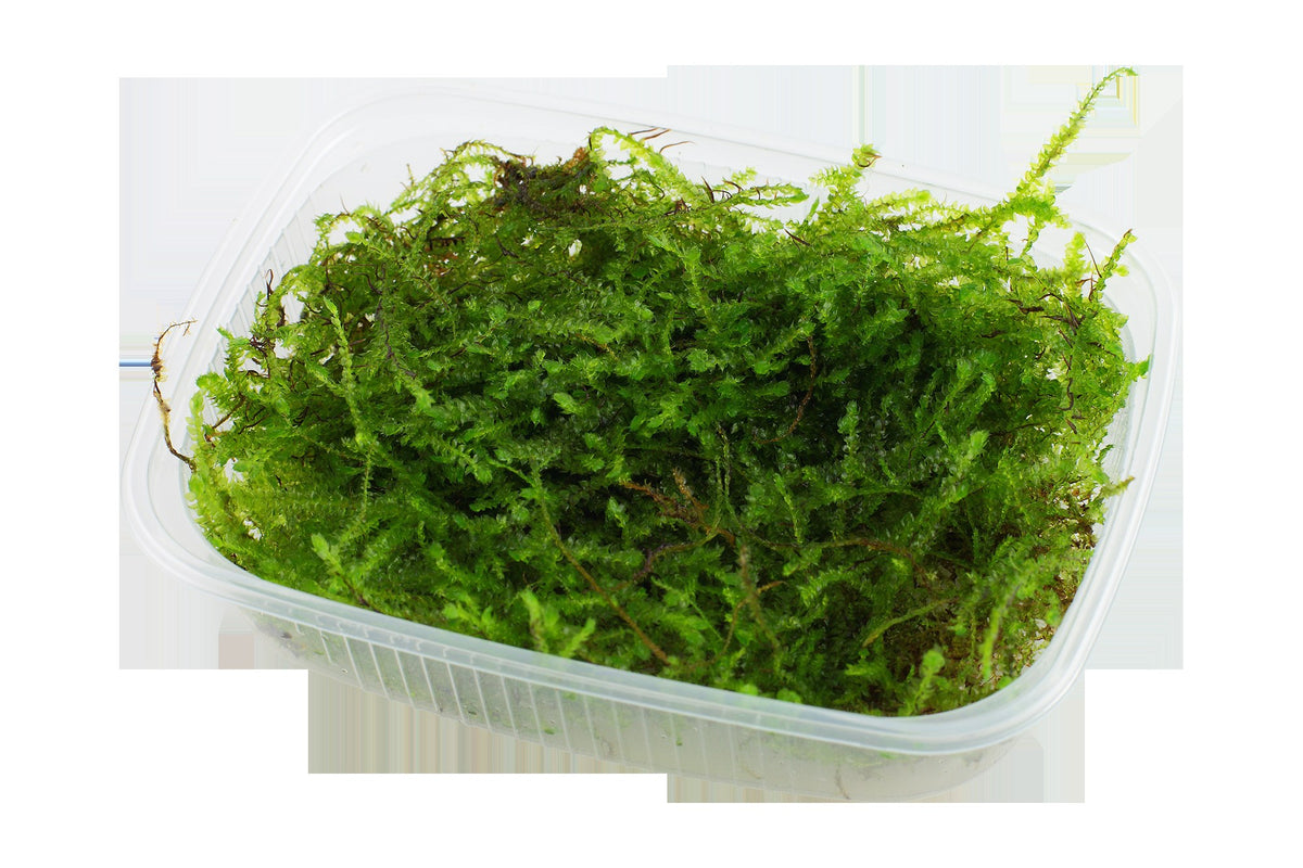 Taxiphyllum barbieri 'Bogor Moss' — Portion