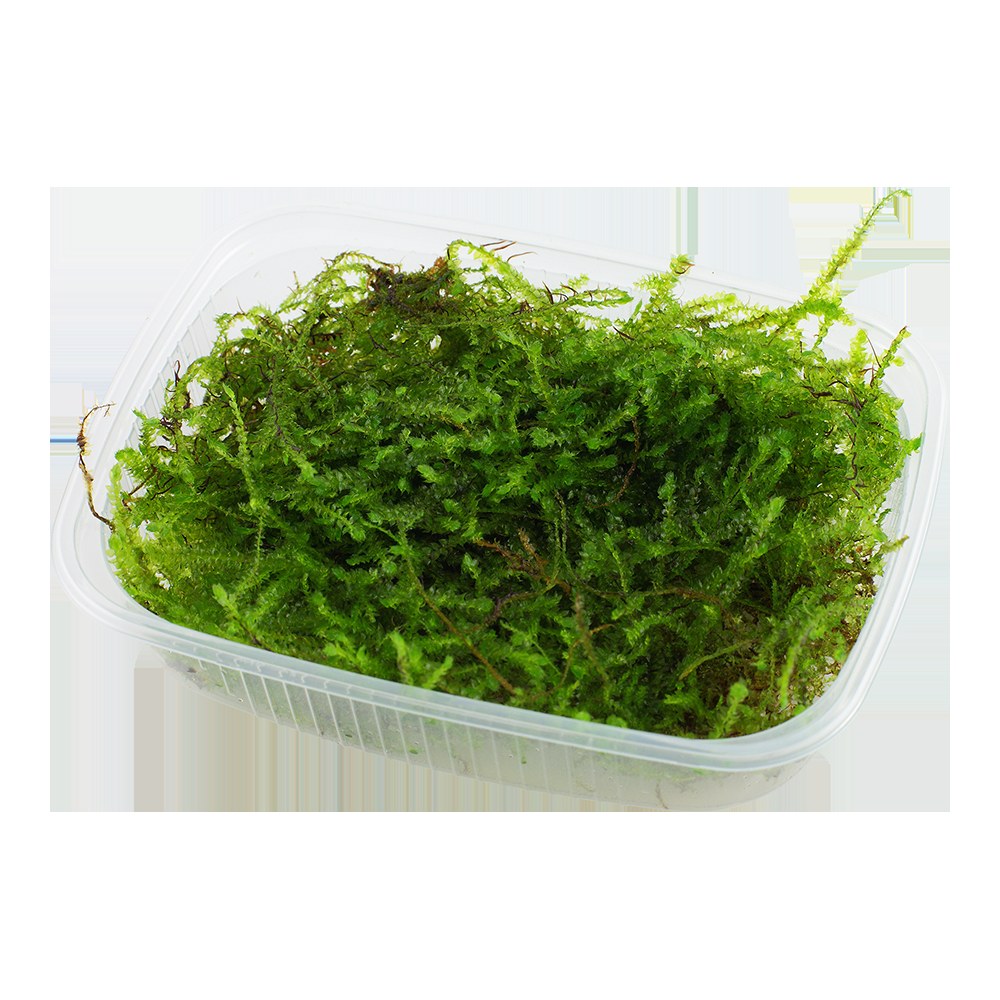 Taxiphyllum barbieri 'Bogor Moss' — Portion