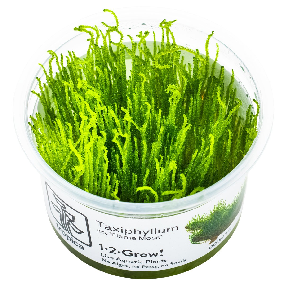 Taxiphyllum sp. 'Flame Moss' Aquarium Moss, 1-2-Grow! Tissue Culture Cup — 1-2-Grow!