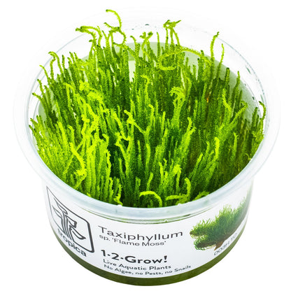 Taxiphyllum sp. 'Flame Moss' Aquarium Moss, 1-2-Grow! Tissue Culture Cup — 1-2-Grow!