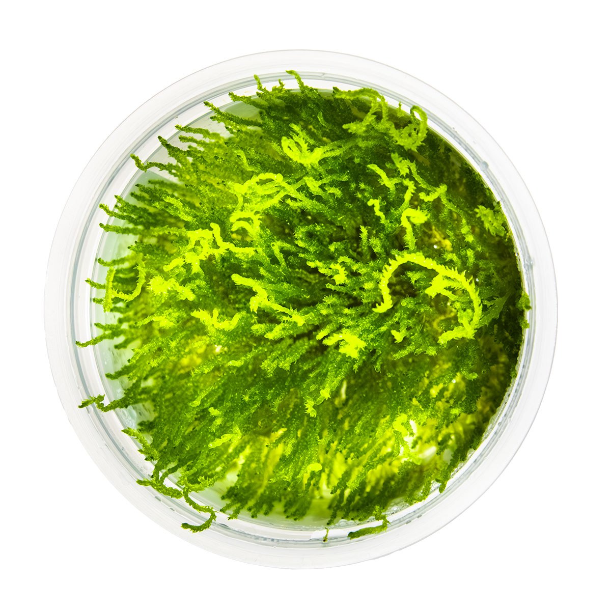 Taxiphyllum sp. 'Flame Moss' Aquarium Moss, 1-2-Grow! Tissue Culture Cup — 1-2-Grow!