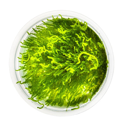 Taxiphyllum sp. 'Flame Moss' Aquarium Moss, 1-2-Grow! Tissue Culture Cup — 1-2-Grow!