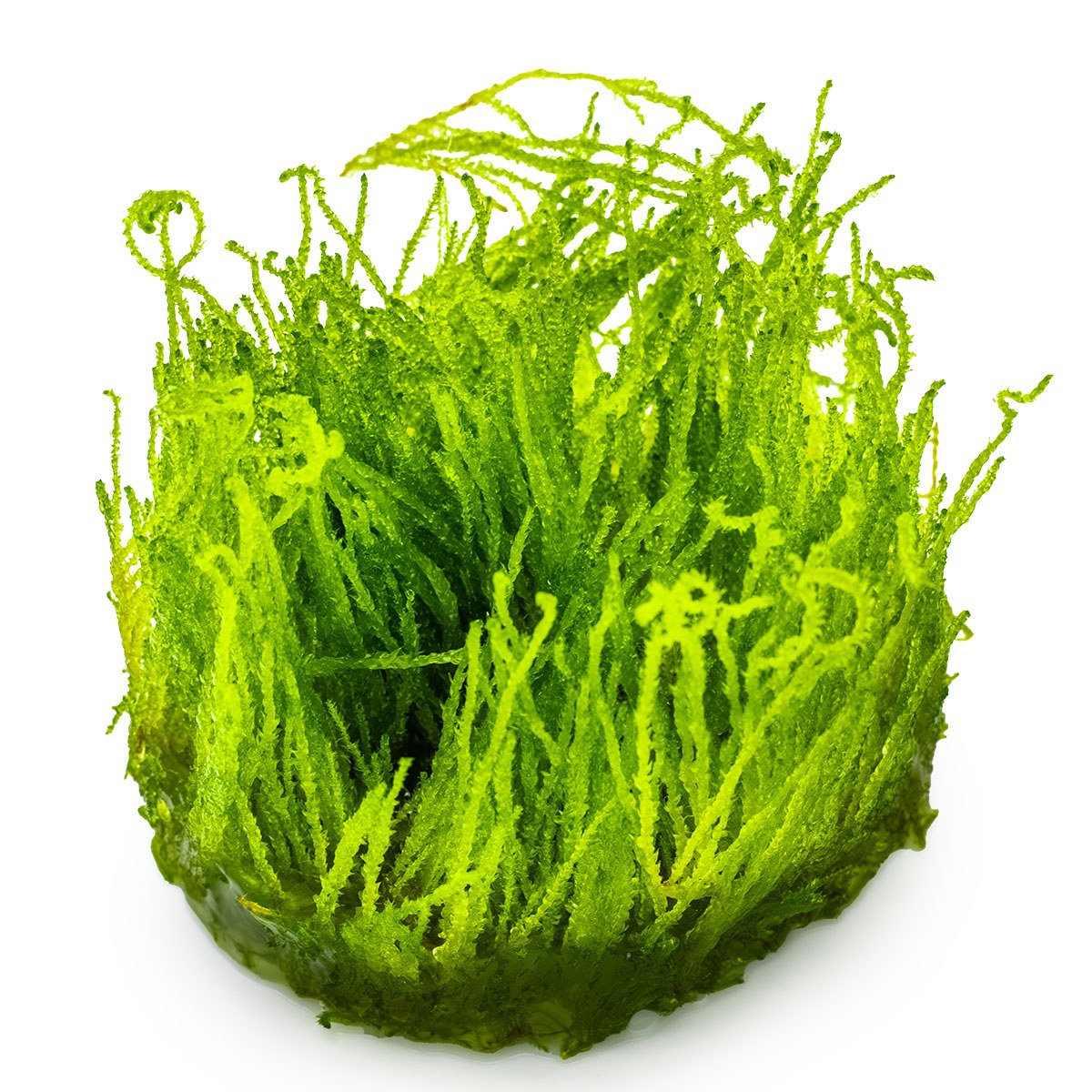 Taxiphyllum sp. 'Flame Moss' Aquarium Moss, 1-2-Grow! Tissue Culture Cup — 1-2-Grow!