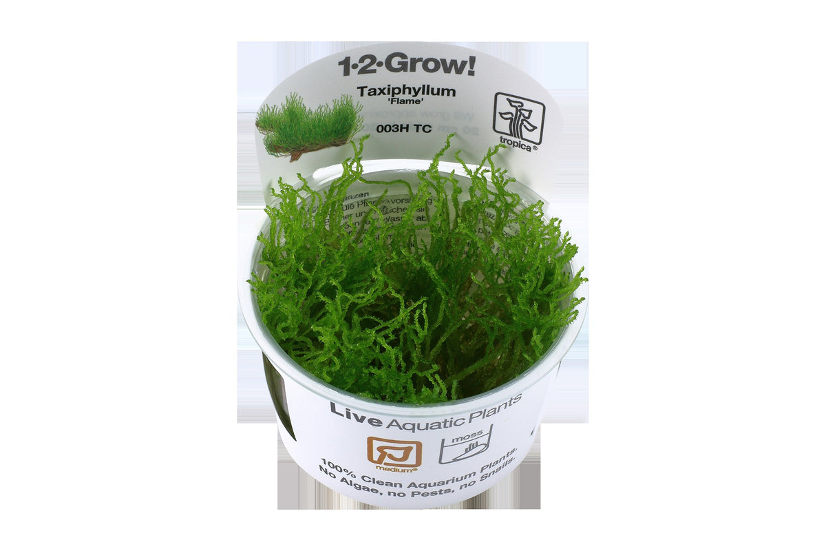 Taxiphyllum sp. 'Flame Moss' Aquarium Moss, 1-2-Grow! Tissue Culture Cup — 1-2-Grow!