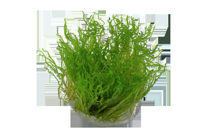 Taxiphyllum sp. 'Flame Moss' Aquarium Moss, 1-2-Grow! Tissue Culture Cup — 1-2-Grow!