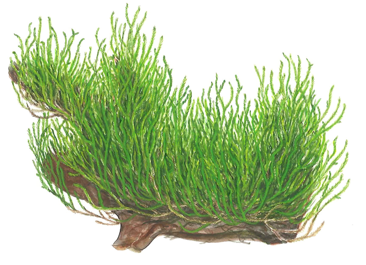 Taxiphyllum sp. 'Flame Moss' Aquarium Moss, 1-2-Grow! Tissue Culture Cup — 1-2-Grow!