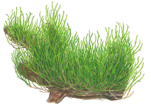 Taxiphyllum sp. 'Flame Moss' Aquarium Moss, 1-2-Grow! Tissue Culture Cup — 1-2-Grow!