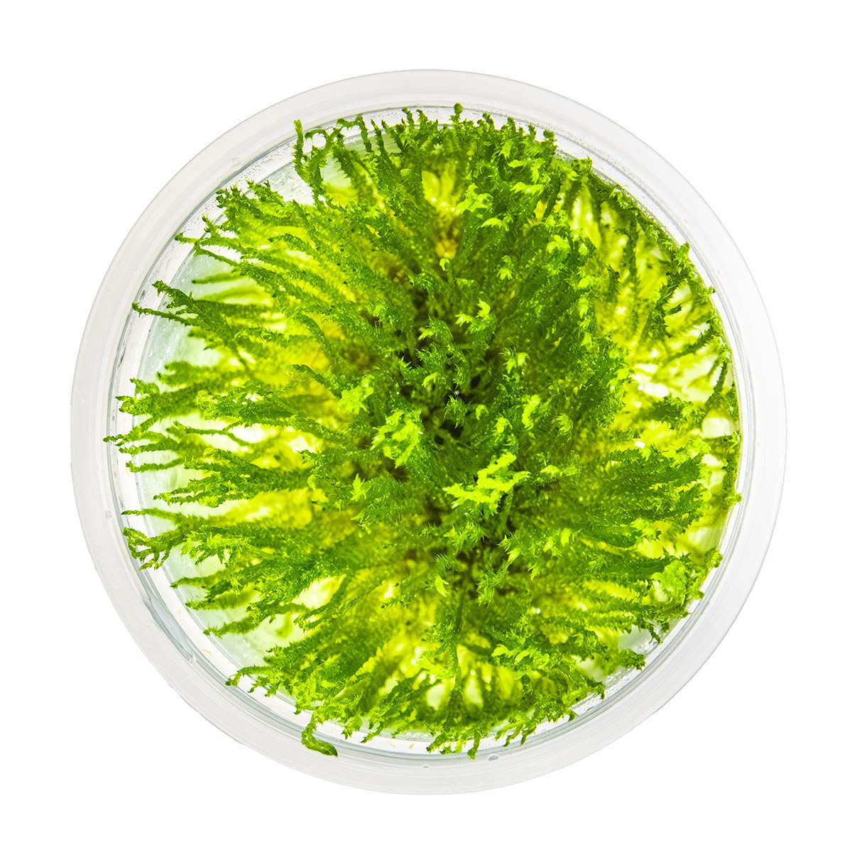 Taxiphyllum sp. 'Spiky Moss' — 1-2-Grow!