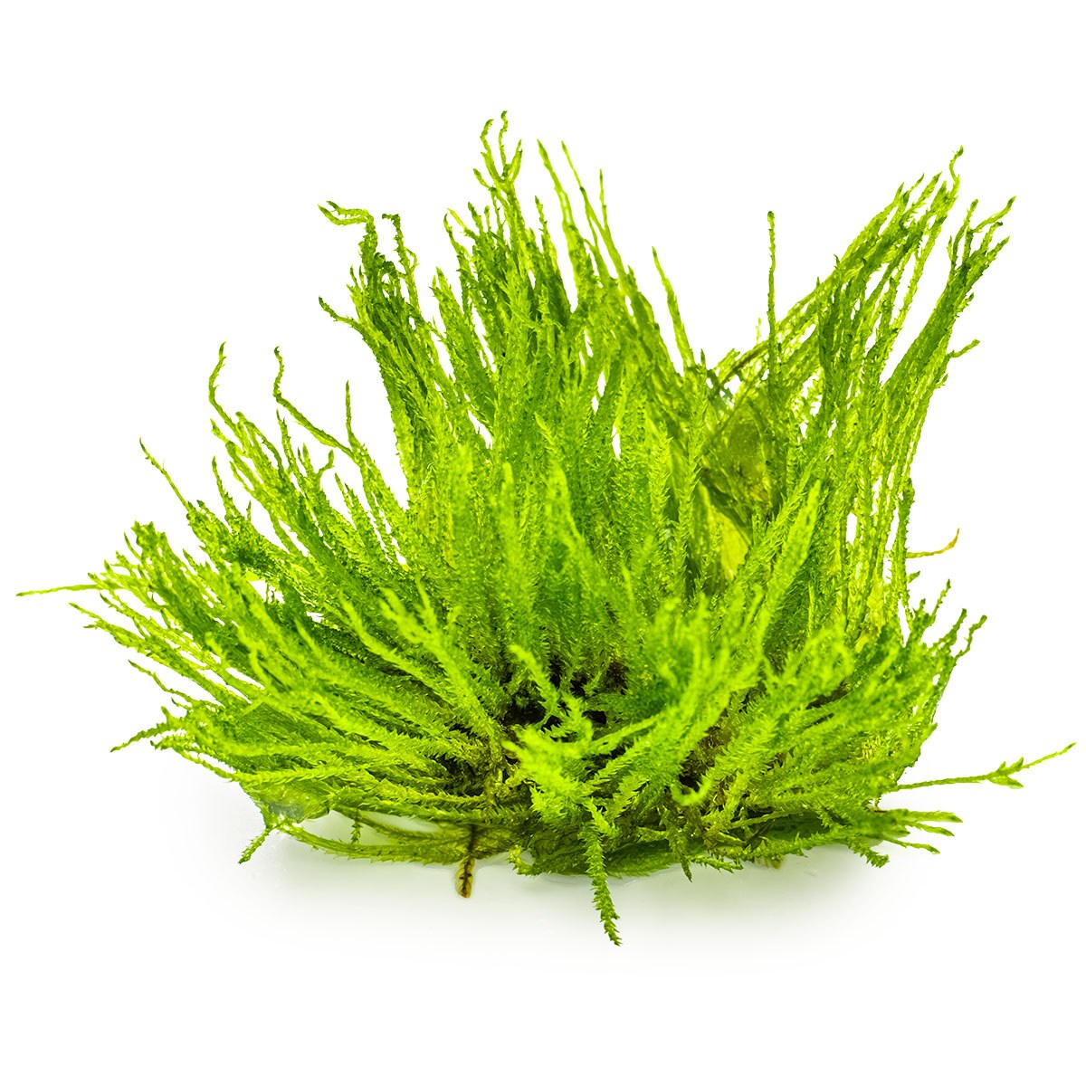 Taxiphyllum sp. 'Spiky Moss' — 1-2-Grow!