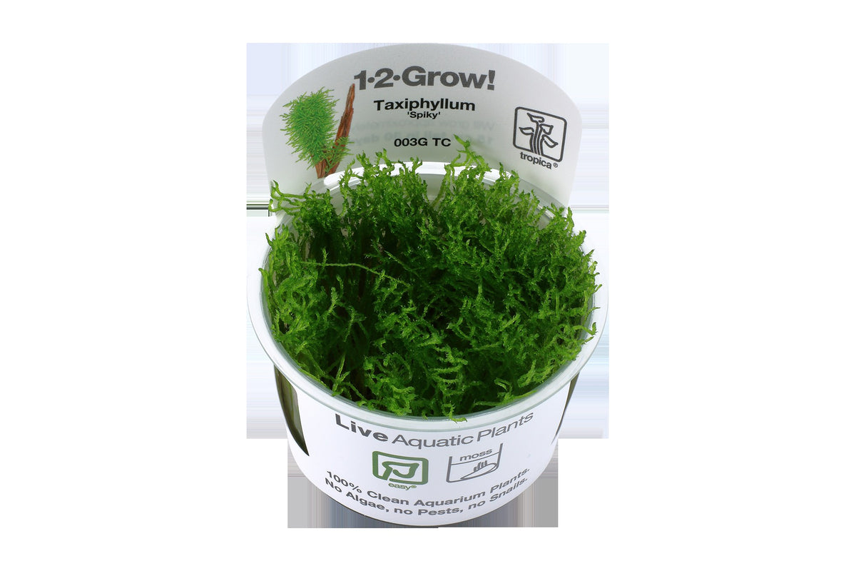 Taxiphyllum sp. 'Spiky Moss' — 1-2-Grow!