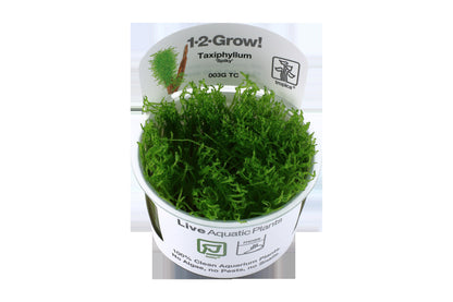 Taxiphyllum sp. 'Spiky Moss' — 1-2-Grow!