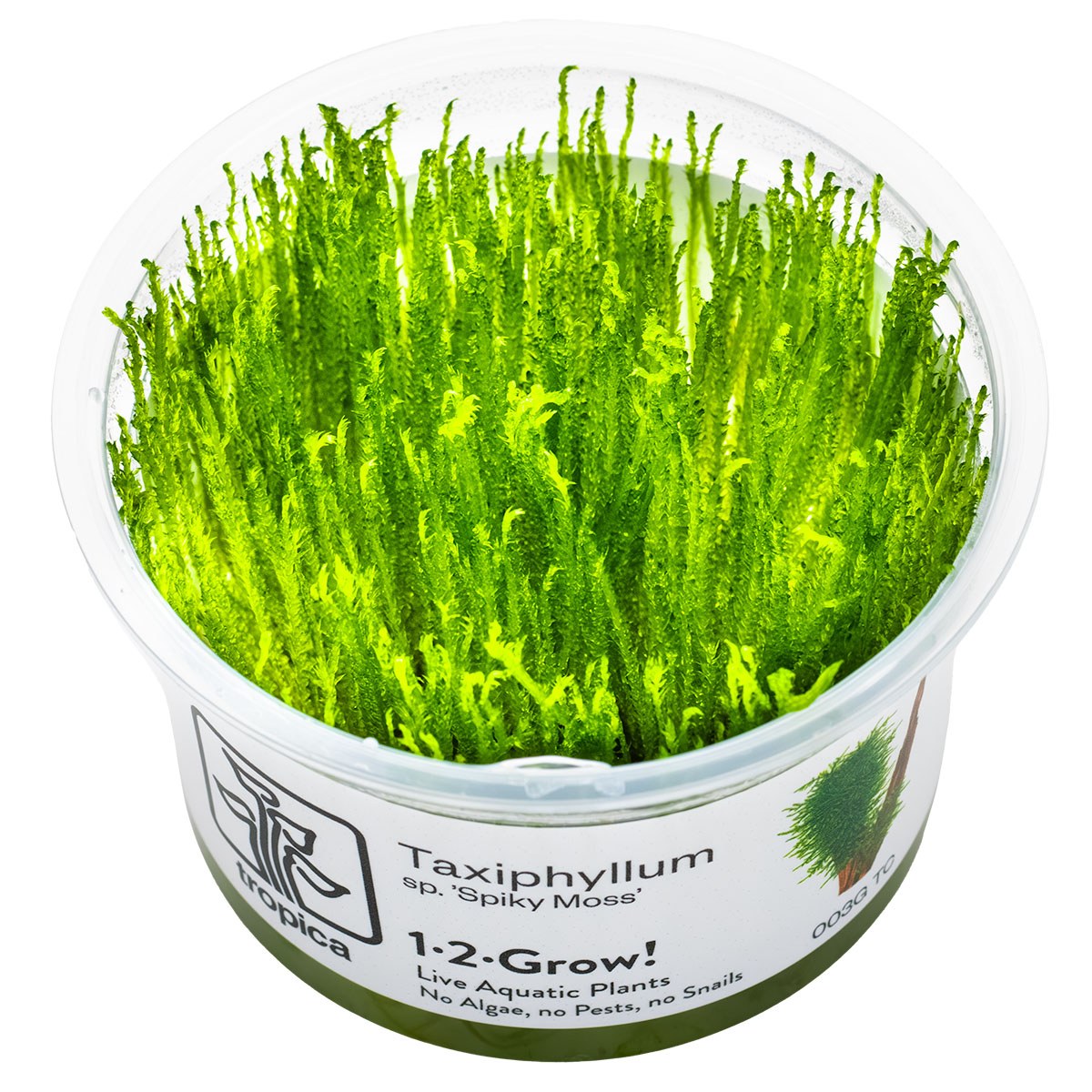 Taxiphyllum sp. 'Spiky Moss' — 1-2-Grow!