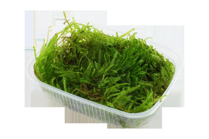 Taxiphyllum sp. 'Spiky Moss' — Portion