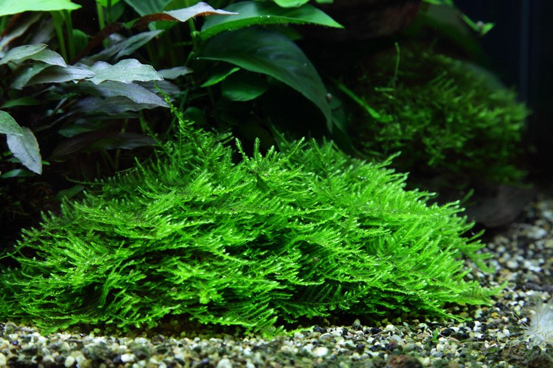 Taxiphyllum sp. 'Spiky Moss' — Portion