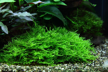 Taxiphyllum sp. 'Spiky Moss' — Portion