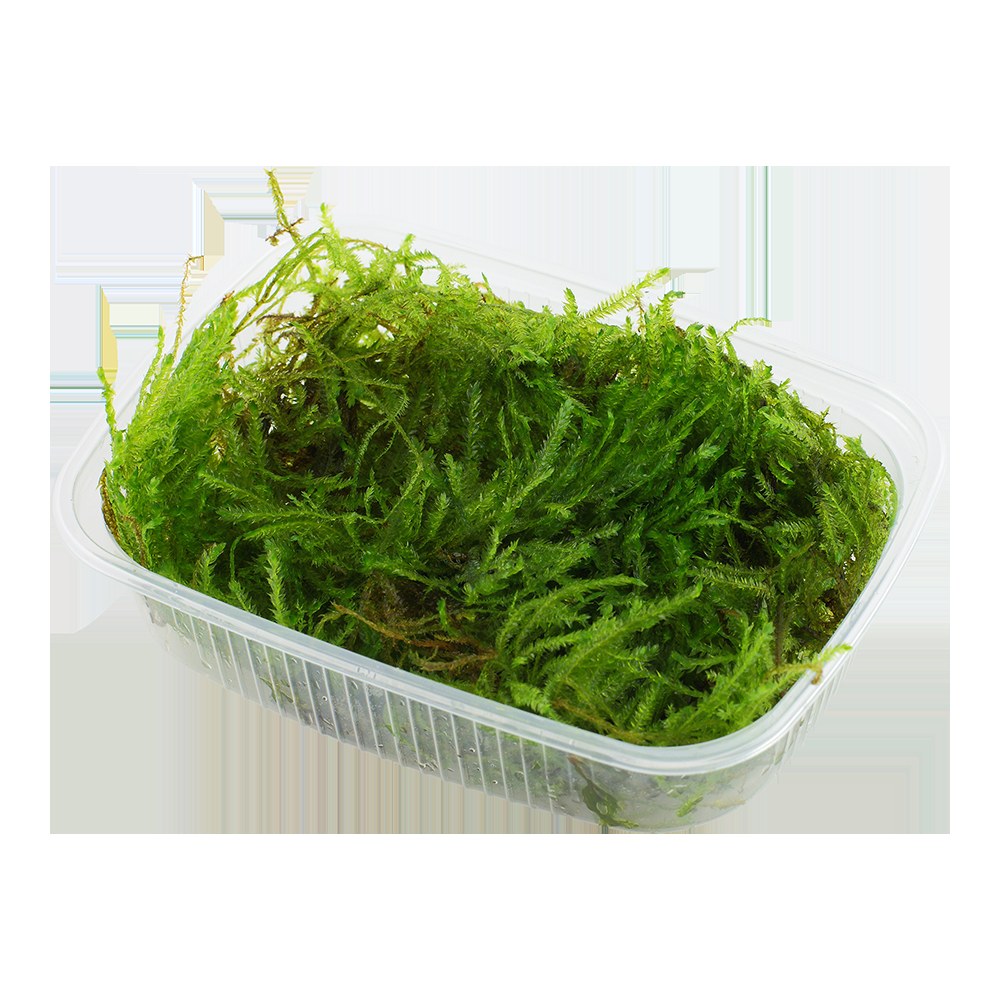 Taxiphyllum sp. 'Spiky Moss' — Portion