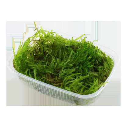 Taxiphyllum sp. 'Spiky Moss' — Portion