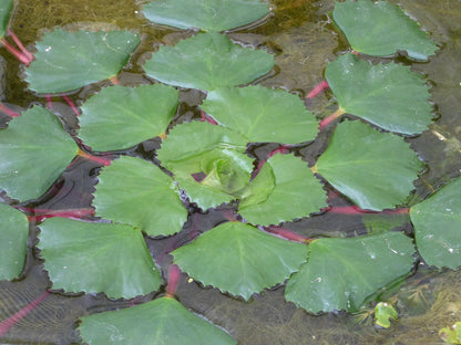 Trapa natans Floating Pond Plant - Pack of 5