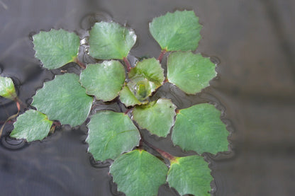Trapa natans Floating Pond Plant - Pack of 5