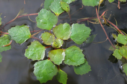 Trapa natans Floating Pond Plant - Pack of 5