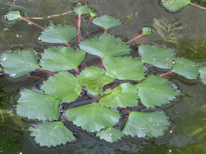 Trapa natans Floating Pond Plant - Pack of 5