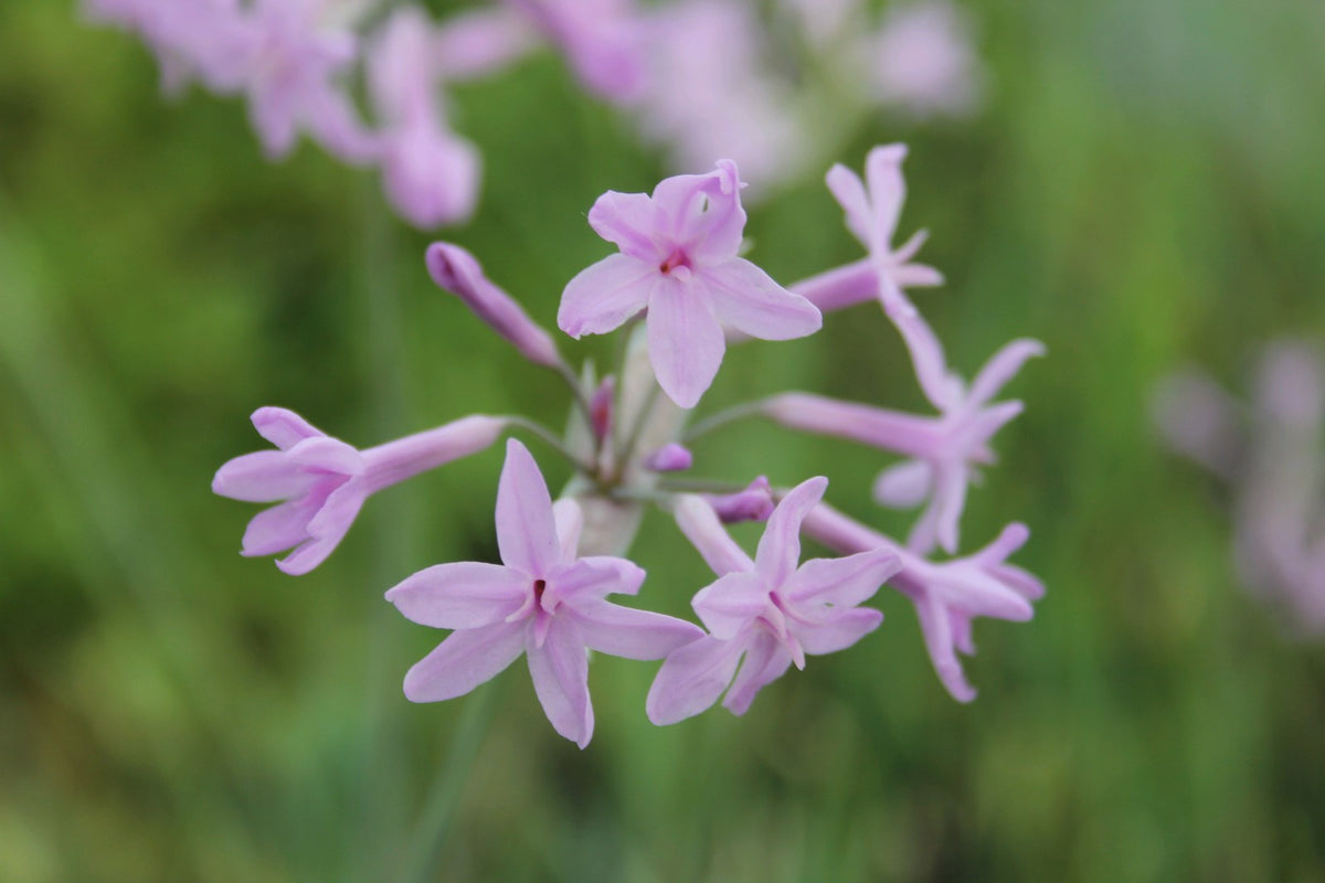 Tulbaghia violacea Marginal Pond Plant