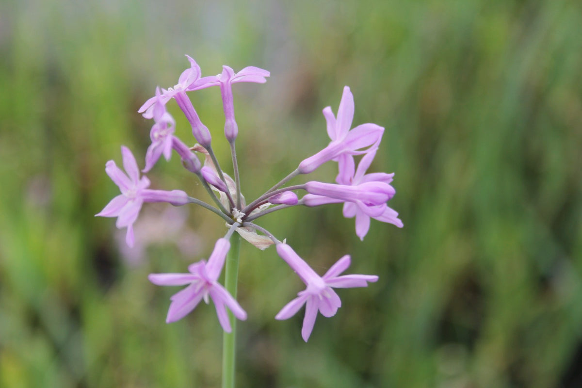 Tulbaghia violacea Marginal Pond Plant