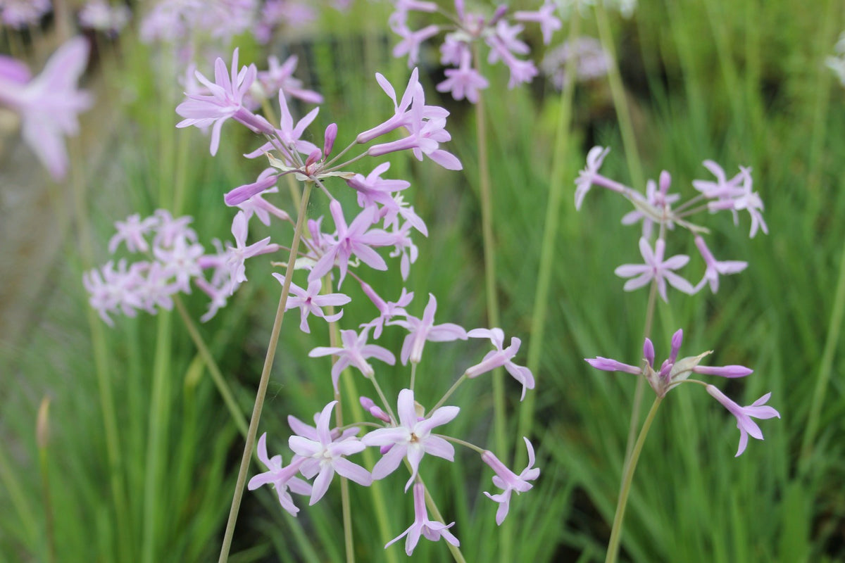 Tulbaghia violacea Marginal Pond Plant