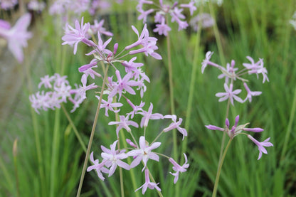 Tulbaghia violacea Marginal Pond Plant
