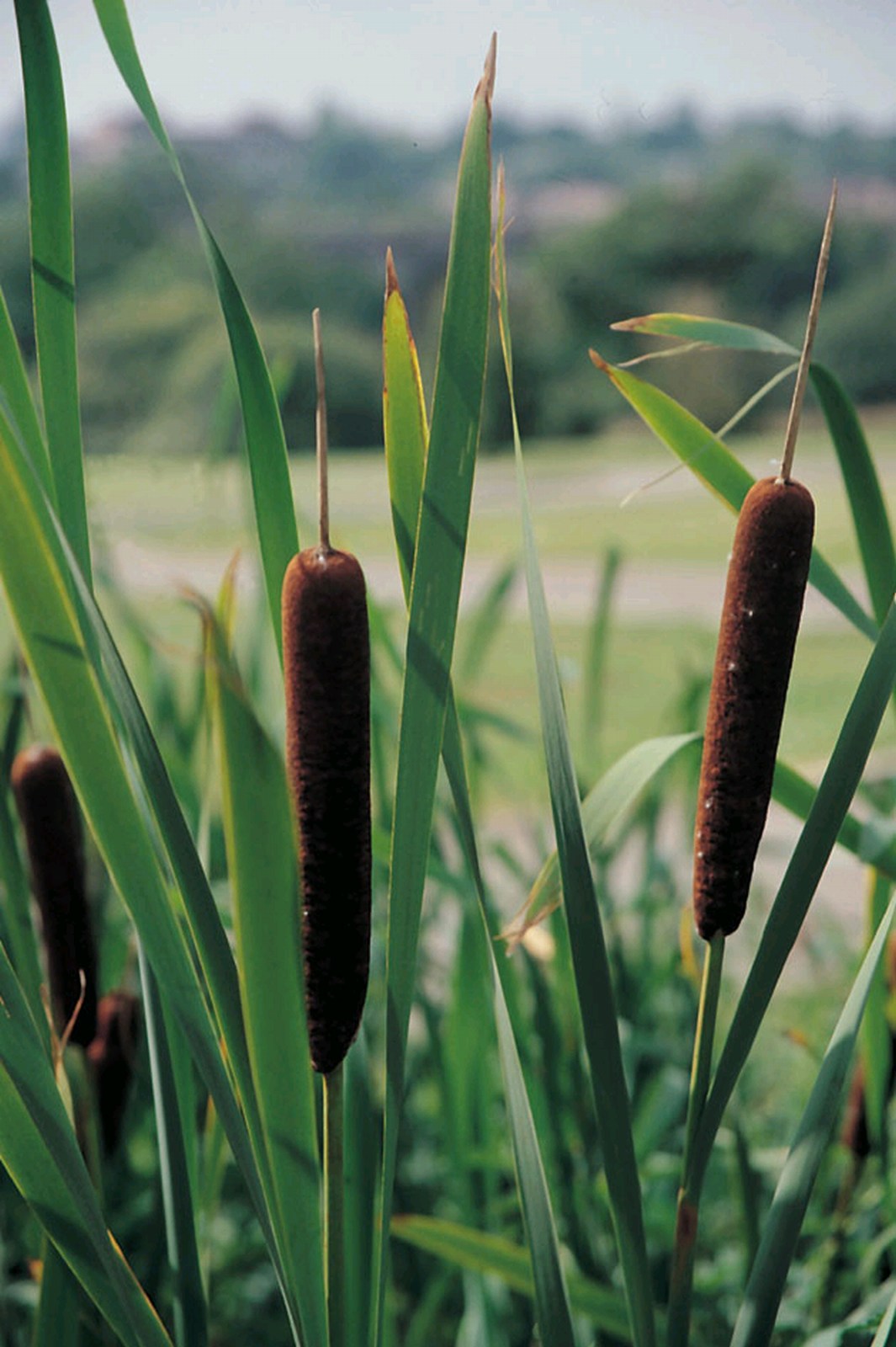 Typha angustifolia (Dwarf Reedmace) Marginal Pond Plant