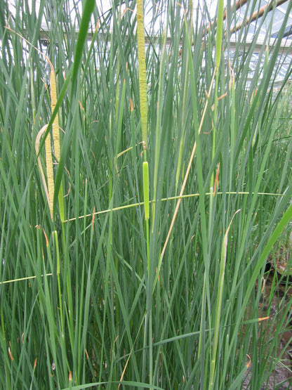 Typha gracilis Marginal Pond Plant