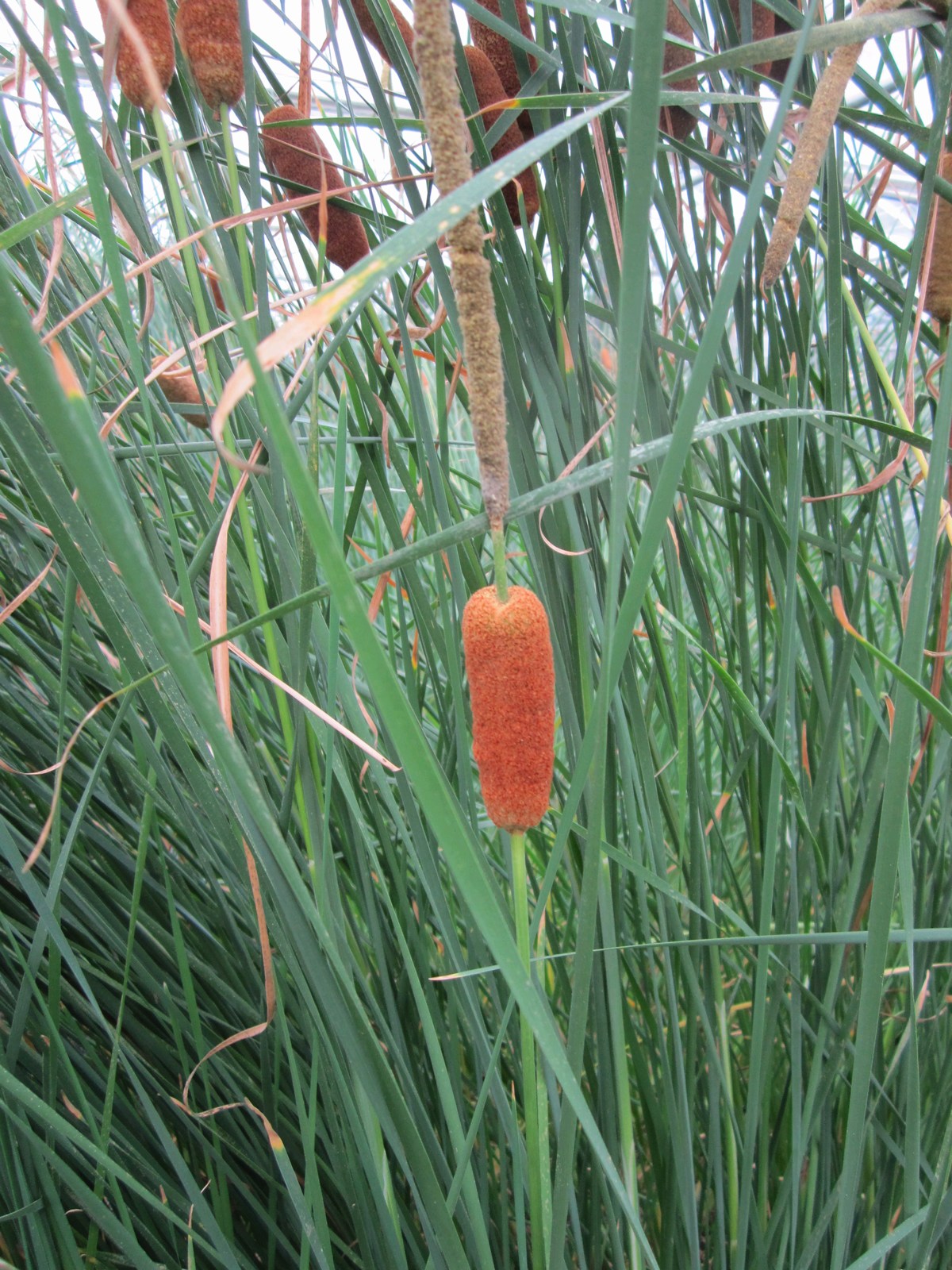 Typha gracilis Marginal Pond Plant