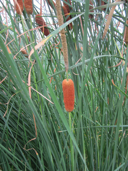 Typha gracilis Marginal Pond Plant