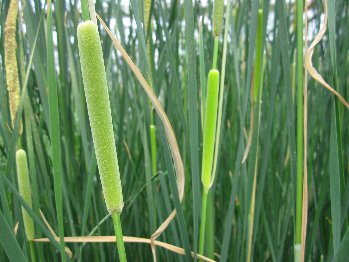 Typha gracilis Marginal Pond Plant