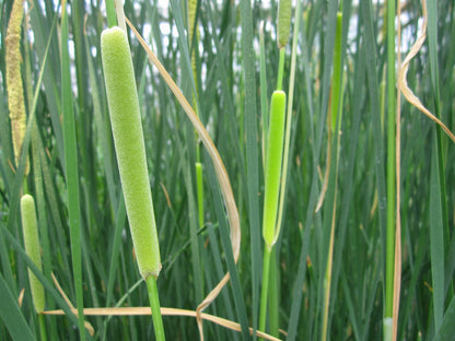 Typha gracilis Marginal Pond Plant