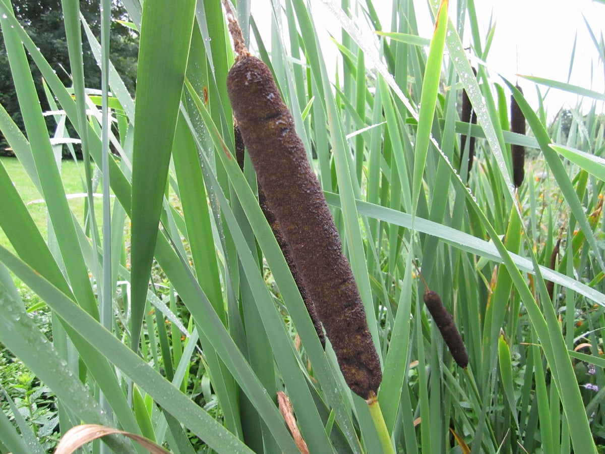 Typha latifolia (Common Bulrush) - 1 Litre Marginal Pond Plant