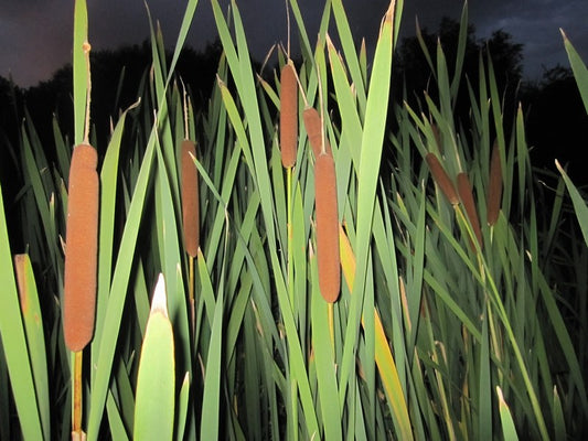 Typha latifolia (Common Bulrush) - 1 Litre Marginal Pond Plant