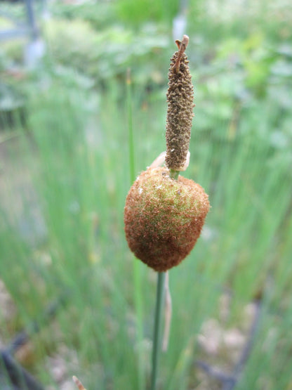 Typha minima Marginal Pond Plant