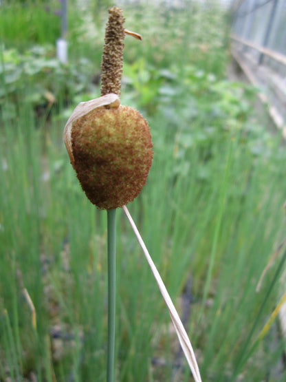 Typha minima Marginal Pond Plant