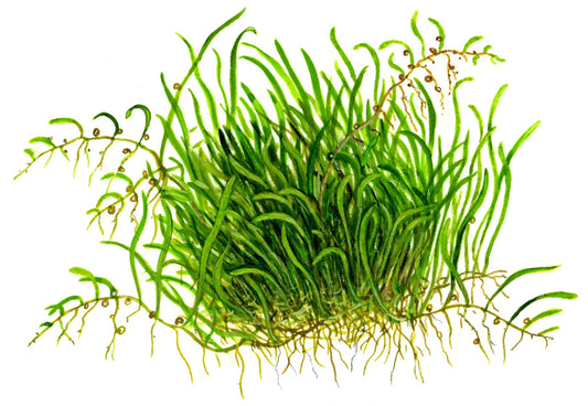 Utricularia graminifolia — 1-2-Grow!