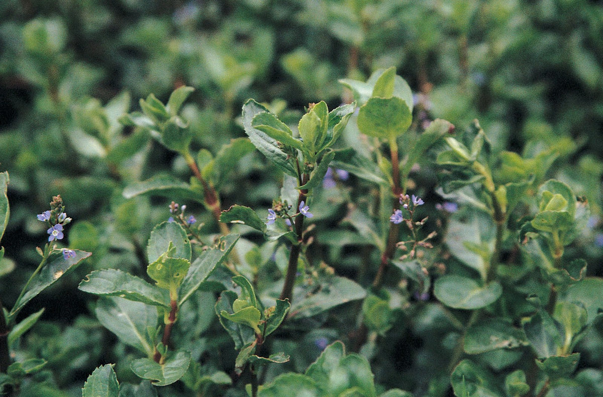 Veronica beccabunga Marginal Pond Plant