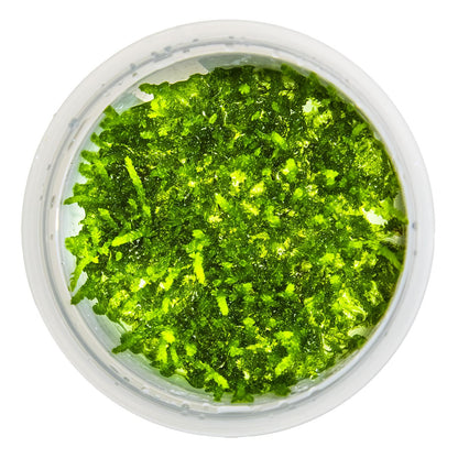 Vesicularia ferriei 'Weeping Moss' Aquarium Moss — 1-2-Grow!