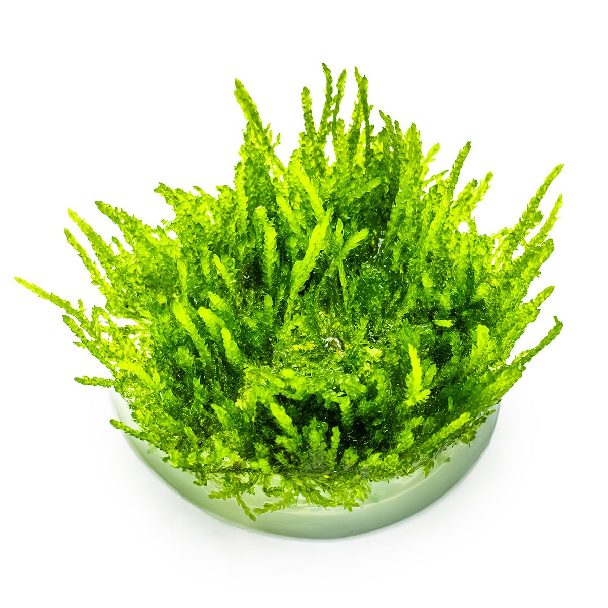 Vesicularia ferriei 'Weeping Moss' Aquarium Moss — 1-2-Grow!