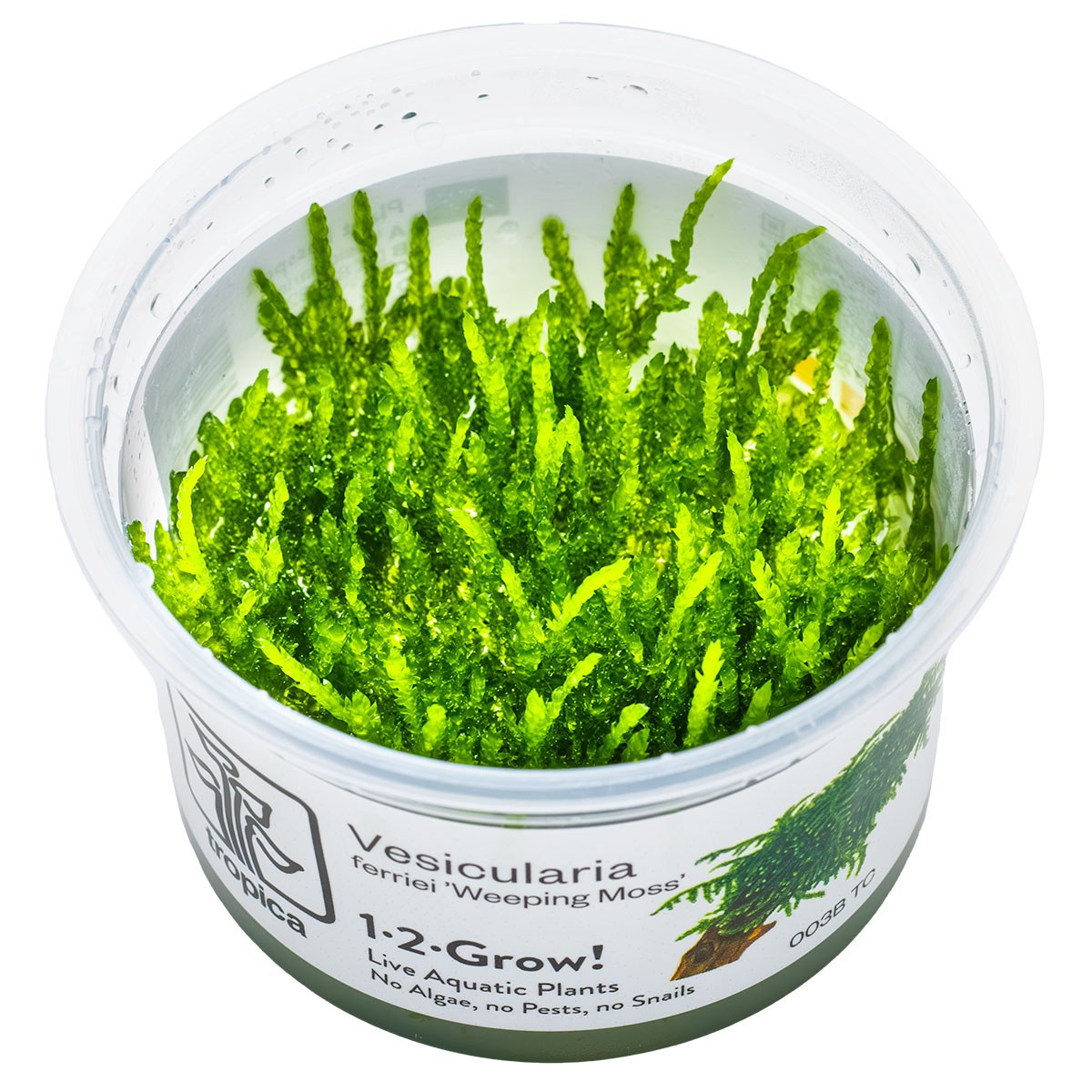 Vesicularia ferriei 'Weeping Moss' Aquarium Moss — 1-2-Grow!
