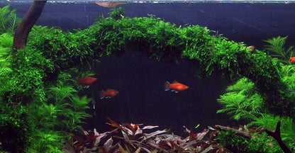 Vesicularia ferriei 'Weeping Moss' Aquarium Moss